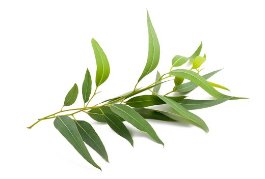 Τεϊόδεντρο (Tea Tree) Αιθέριο έλαιο